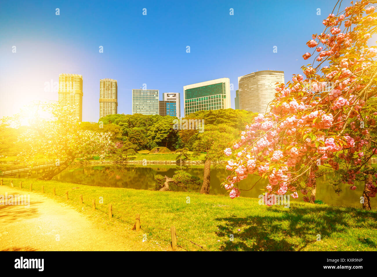 Tokyo Sakura Frühling Stockfoto