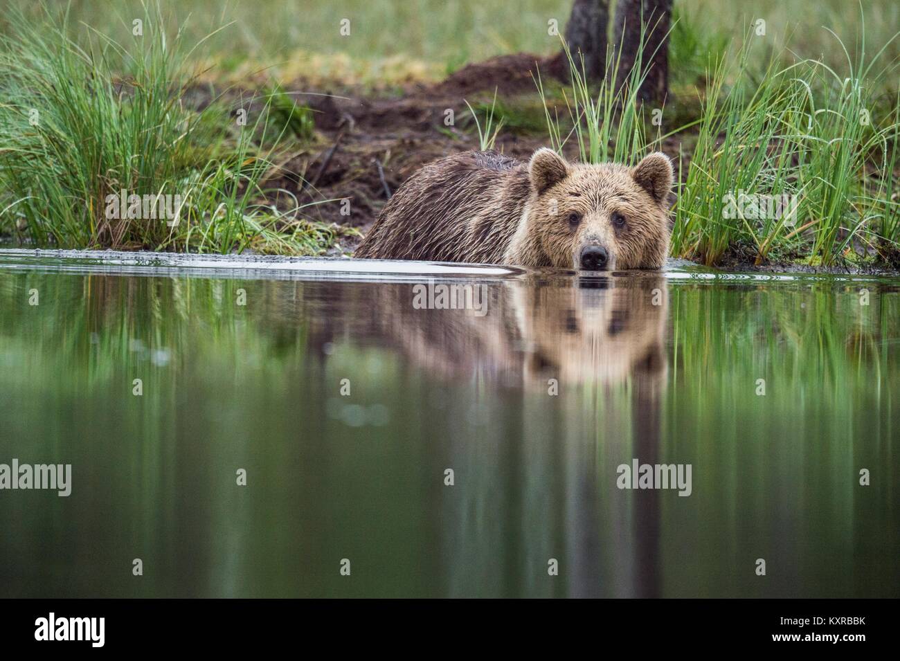 Wilde Braunbär (Ursus arctos) im Wasser Stockfoto