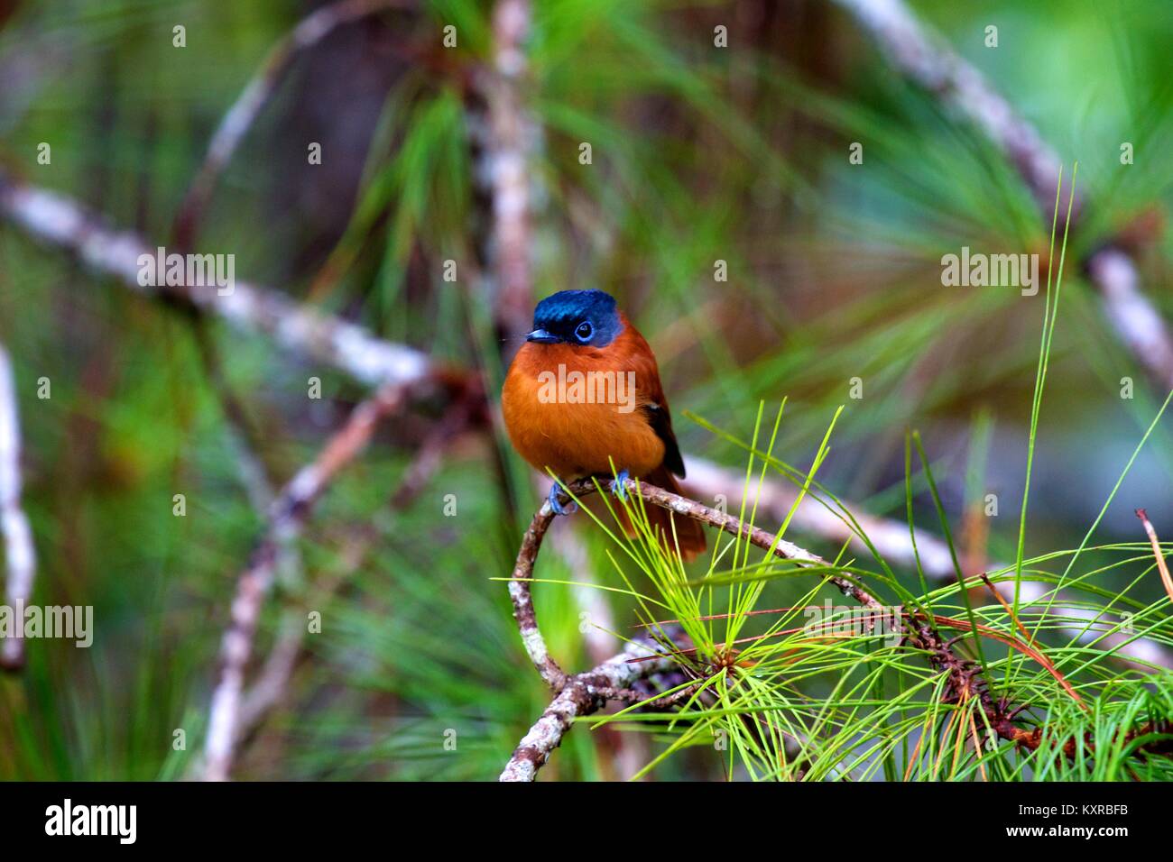 Paradise-Flycatcher (Terpsiphone mutata singetra), Ranomafana Nationalpark. Madagaskar. Stockfoto