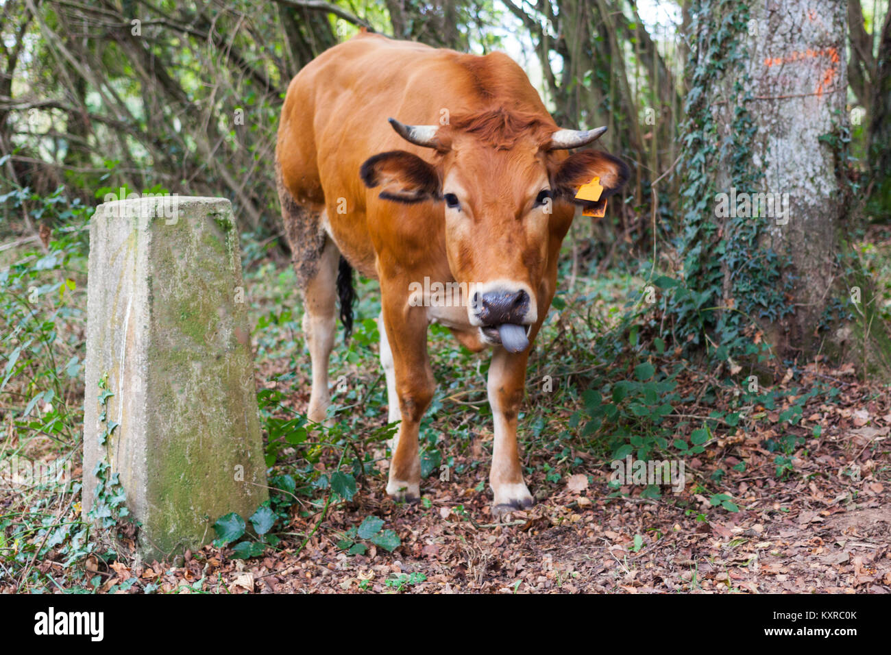 Lustige braune Kuh heraus seine Zunge Stockfoto