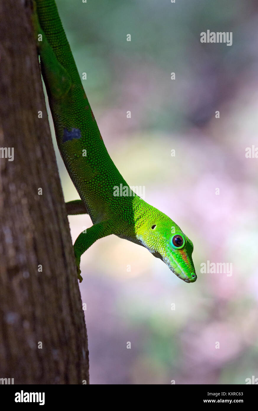 Madagaskar Taggecko - Phelsuma madagascariensis, Gekkonidae, Madagaskar, Afrika Stockfoto