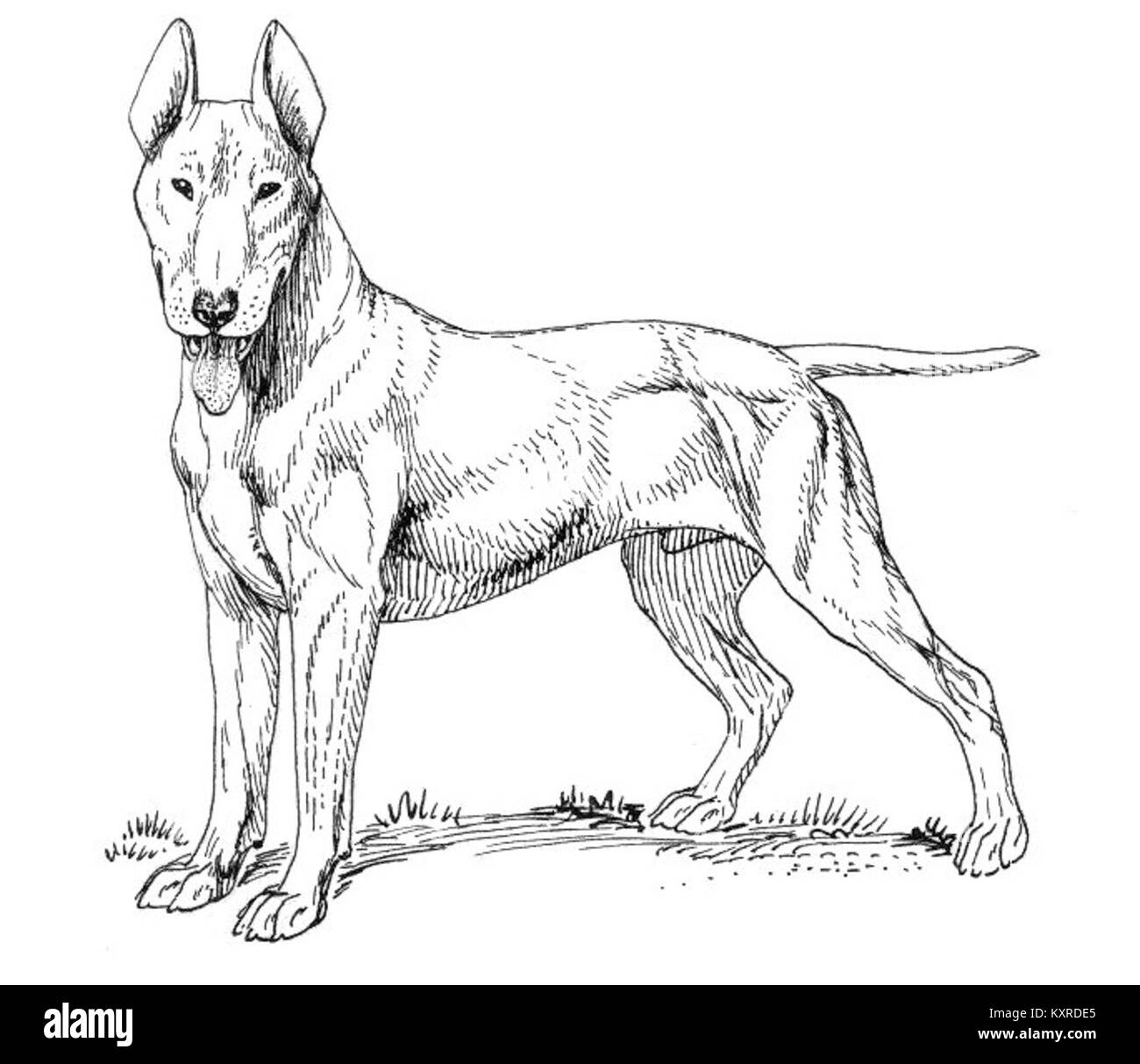 Der Bullterrier ist eine Hunderasse, die für ihren muskulösen Aufbau, seinen starken Körper, seinen eiförmigen Kopf und seine ausgeprägten Gesichtszüge bekannt ist und häufig als Begleittier verwendet wird. Stockfoto