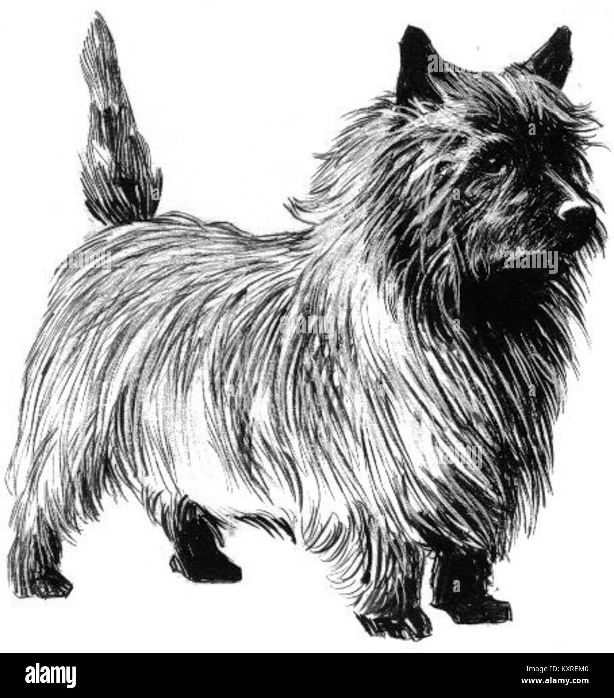 Der Cairn Terrier ist eine kleine Hunderasse, die ihren Ursprung in Schottland hat. Bekannt für seine robuste Bauweise, seinen aufmerksamen Ausdruck und sein energisches Temperament, wurde er traditionell für die Jagd auf kleine Tiere verwendet und ist heute ein beliebter Begleithund. Stockfoto