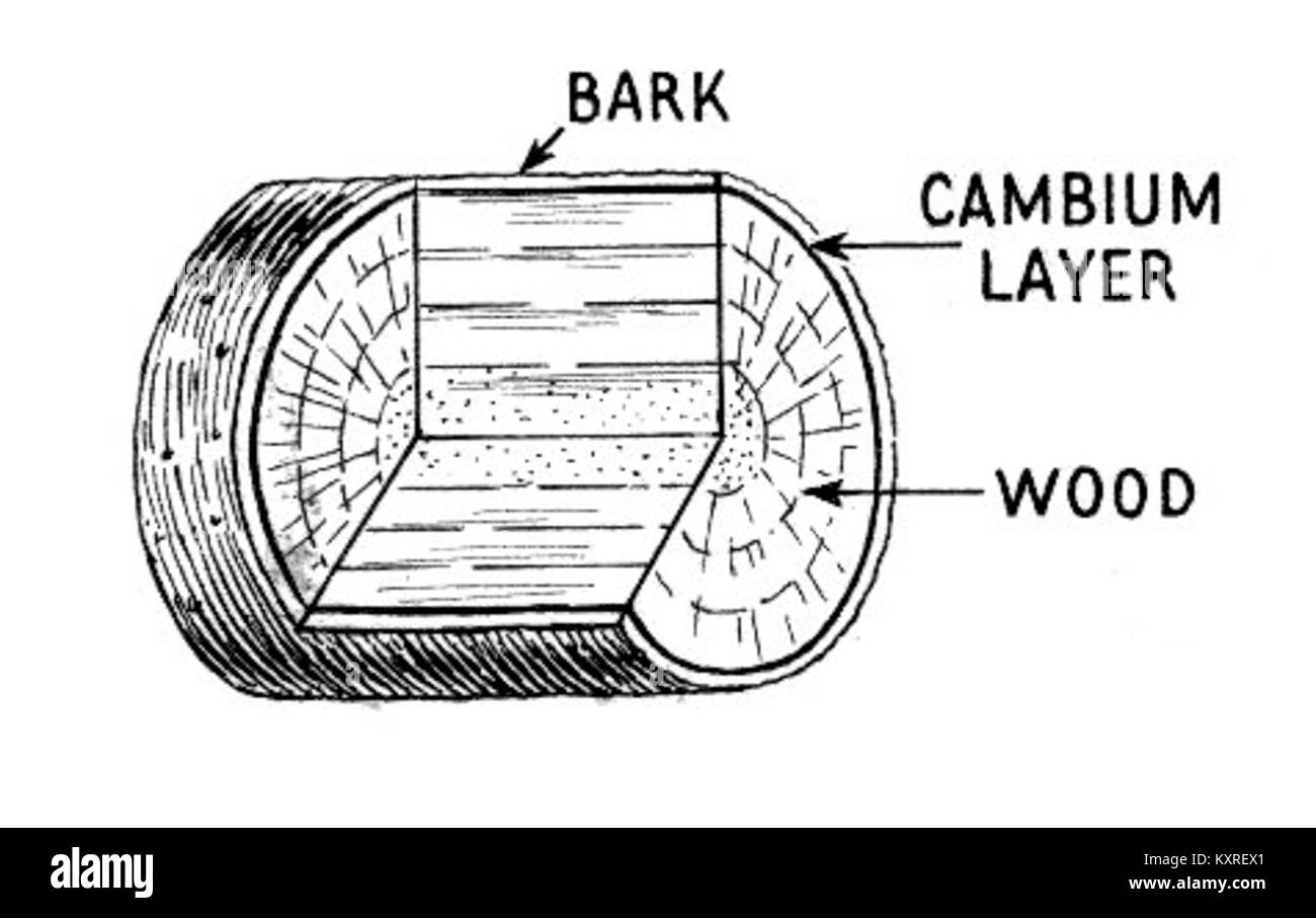 Mikroskopisches Bild mit Cambium, einem Pflanzengewebe, das für das Sekundärwachstum und die Bildung von Xylem und Phloem in Stämmen und Wurzeln verantwortlich ist. Stockfoto