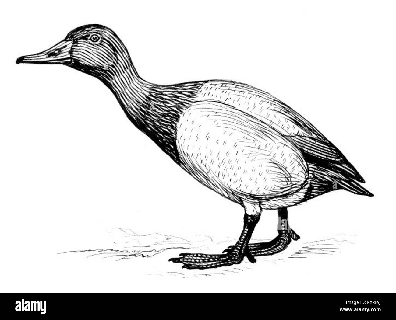 Der Canvasback ist eine Art von Tauchenten, die für ihren langen, schrägen Schnabel und ihren unverwechselbaren kastanienfarbenen Körper bekannt ist. Sie ist in Nordamerika beheimatet und findet sich häufig in Süßwasserhabitaten. Stockfoto
