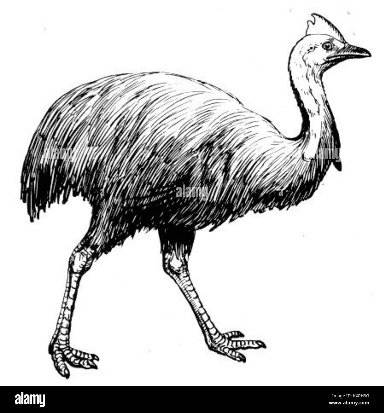 Eine Beschreibung des Cassowary, eines großen flugunfähigen Vogels aus Neuguinea und Nordaustralien, der für sein kariertes, farbenfrohes Gefieder und seine ökologische Rolle in tropischen Regenwäldern bekannt ist. Stockfoto