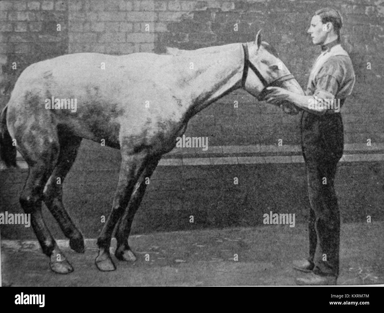 Cheval, Maladie du lundi, 1906 Stockfoto