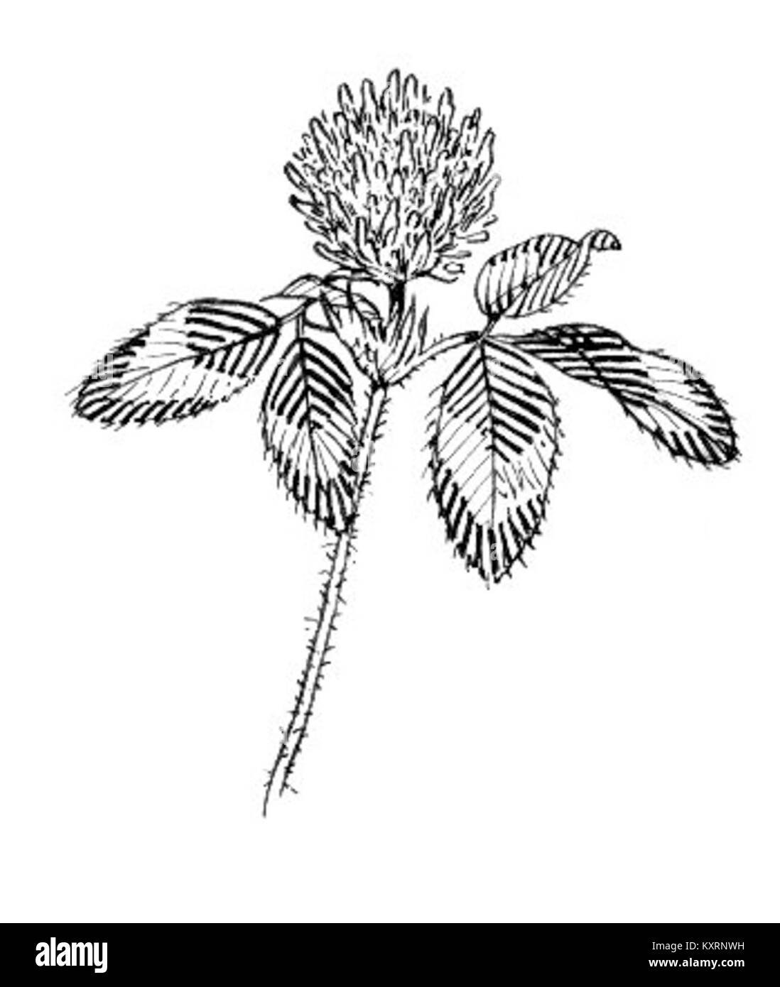 Eine Nahaufnahme einer Kleepflanze, die ihre grünen, dreiblättrigen Blätter zeigt, die häufig mit der Familie der Hülsenfrüchte in Verbindung gebracht werden und in Grasland und Wiesen gefunden werden. Stockfoto