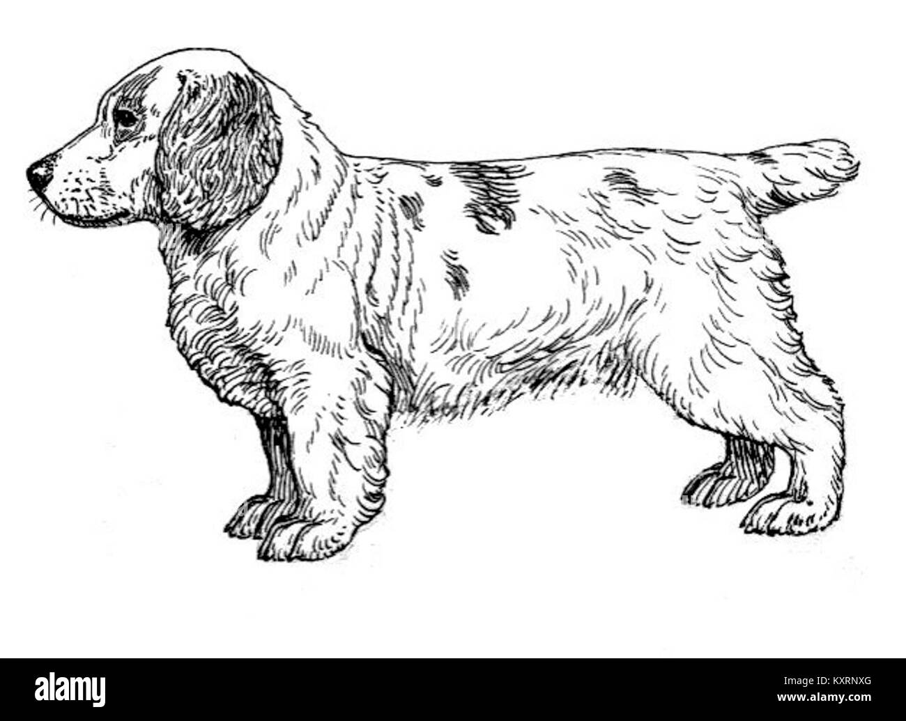 Eine Illustration eines Clumber Spaniel, einer britischen Hunderasse, die für ihren langen Körper, ihr dichtes weißes Fell und ihr ruhiges Temperament bekannt ist. Das Bild zeigt das Tier in Standhaltung und betont seine physikalischen Eigenschaften. Stockfoto
