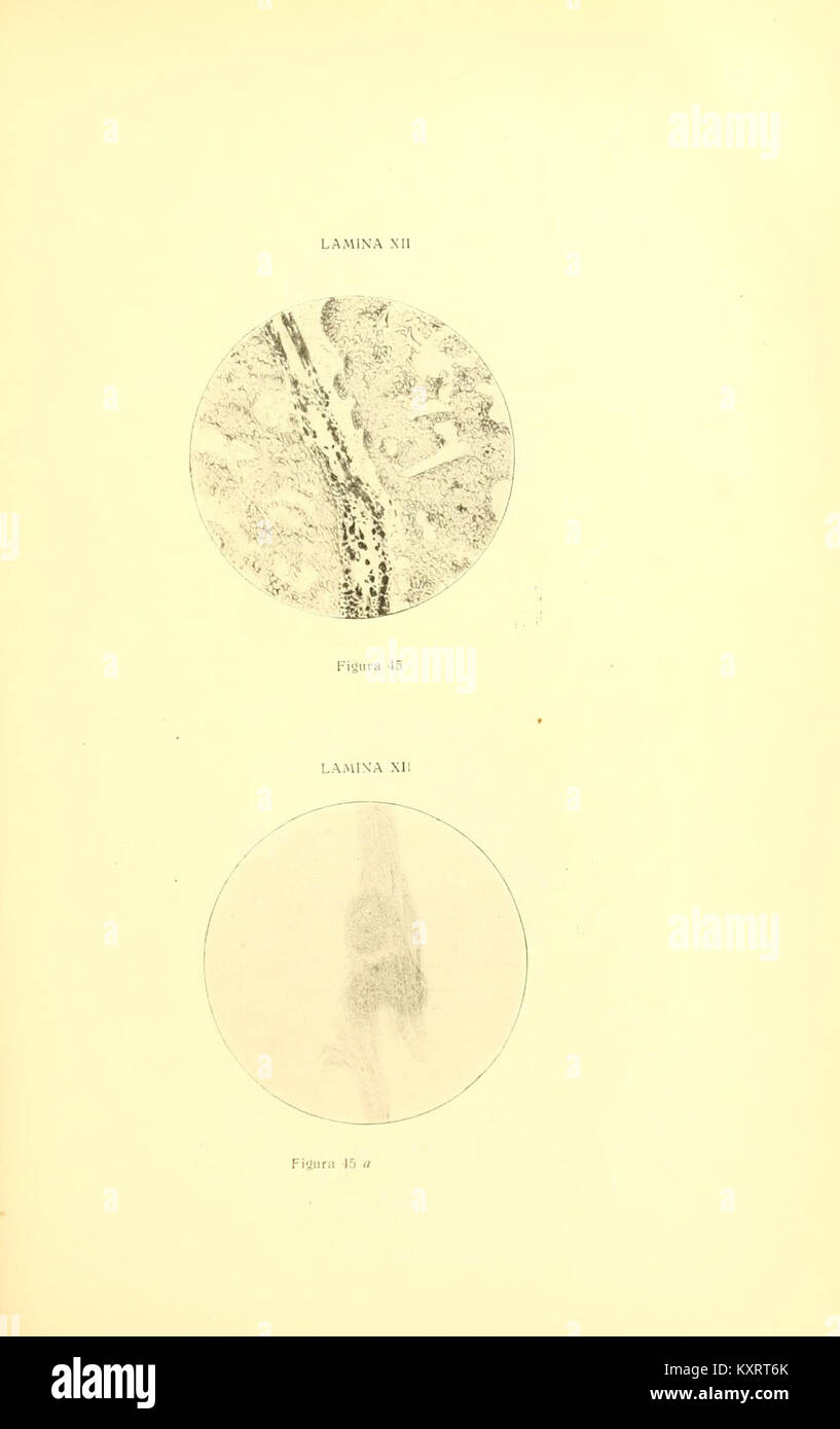 Eine wissenschaftliche Arbeit, die zur Untersuchung der Gattung Triatoma beiträgt, Insekten, die als Vektoren der Chagas-Krankheit bekannt sind, und taxonomische und biologische Daten liefert. Stockfoto
