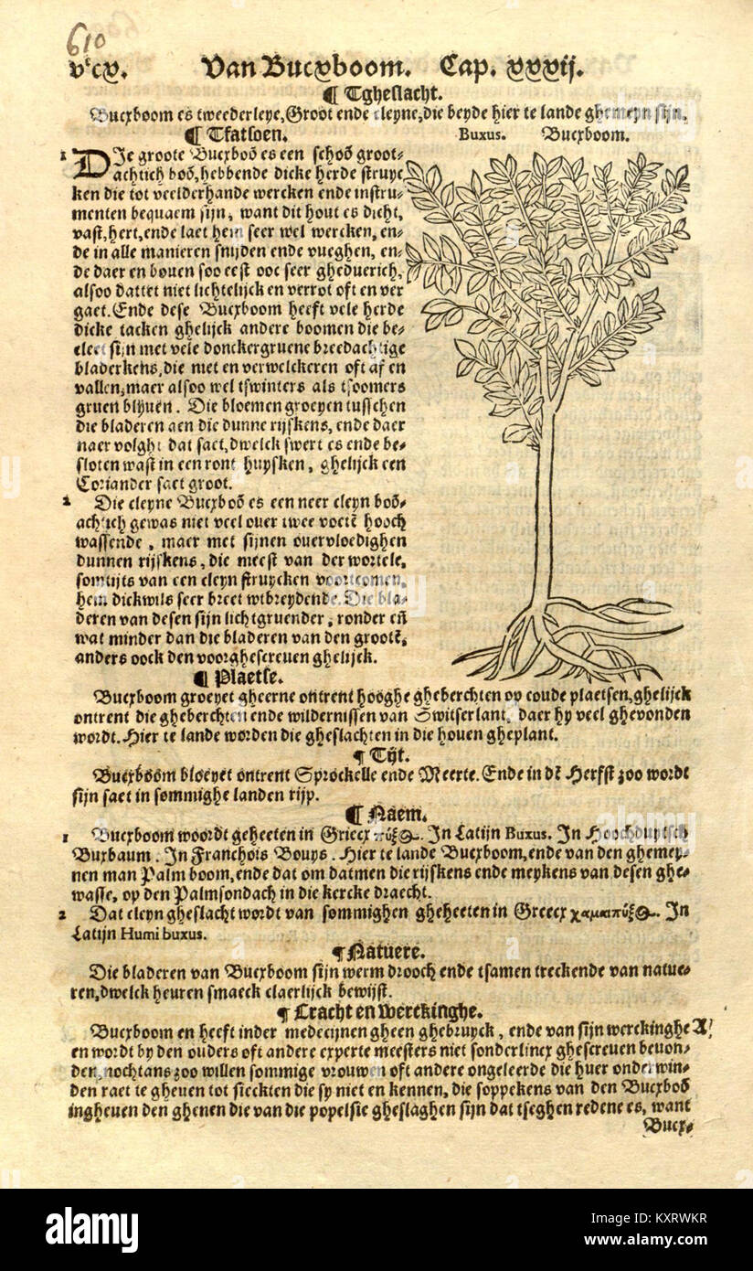 Dieses Werk mit dem Titel „Cru de boeck“ ist eine botanische Illustration, die in einer historischen botanischen Referenz gefunden wird. Die Illustration ist Teil einer größeren Sammlung, die verschiedene Pflanzenarten und ihre Eigenschaften in der botanischen Literatur zeigt. Stockfoto