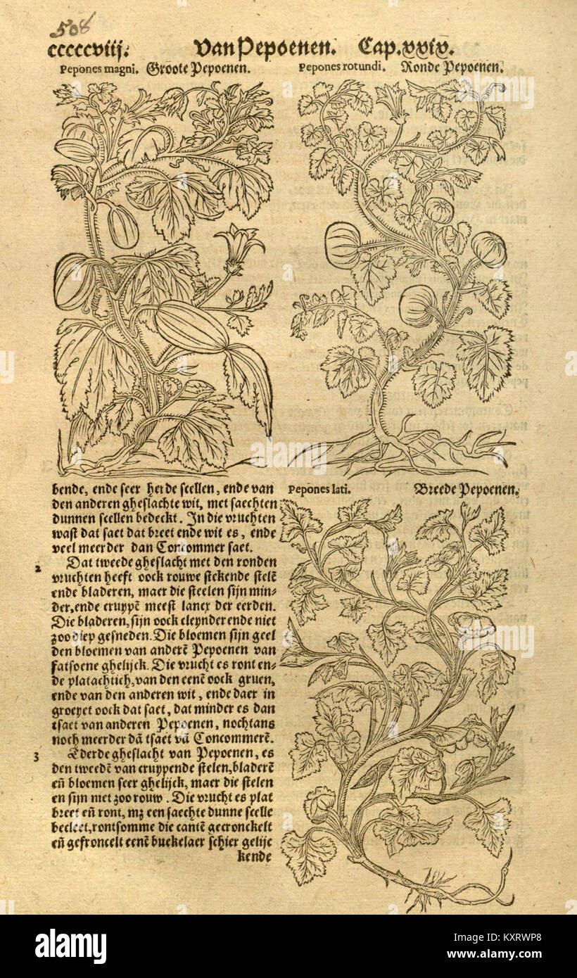 Dieses Bild zeigt eine Seite aus der „Crui¿½ de boeck“, ein botanischer Text, der Pflanzenarten beschreibt. Sie bietet einen pädagogischen Einblick in die Klassifizierung von Pflanzen in der historischen botanischen Literatur. Stockfoto