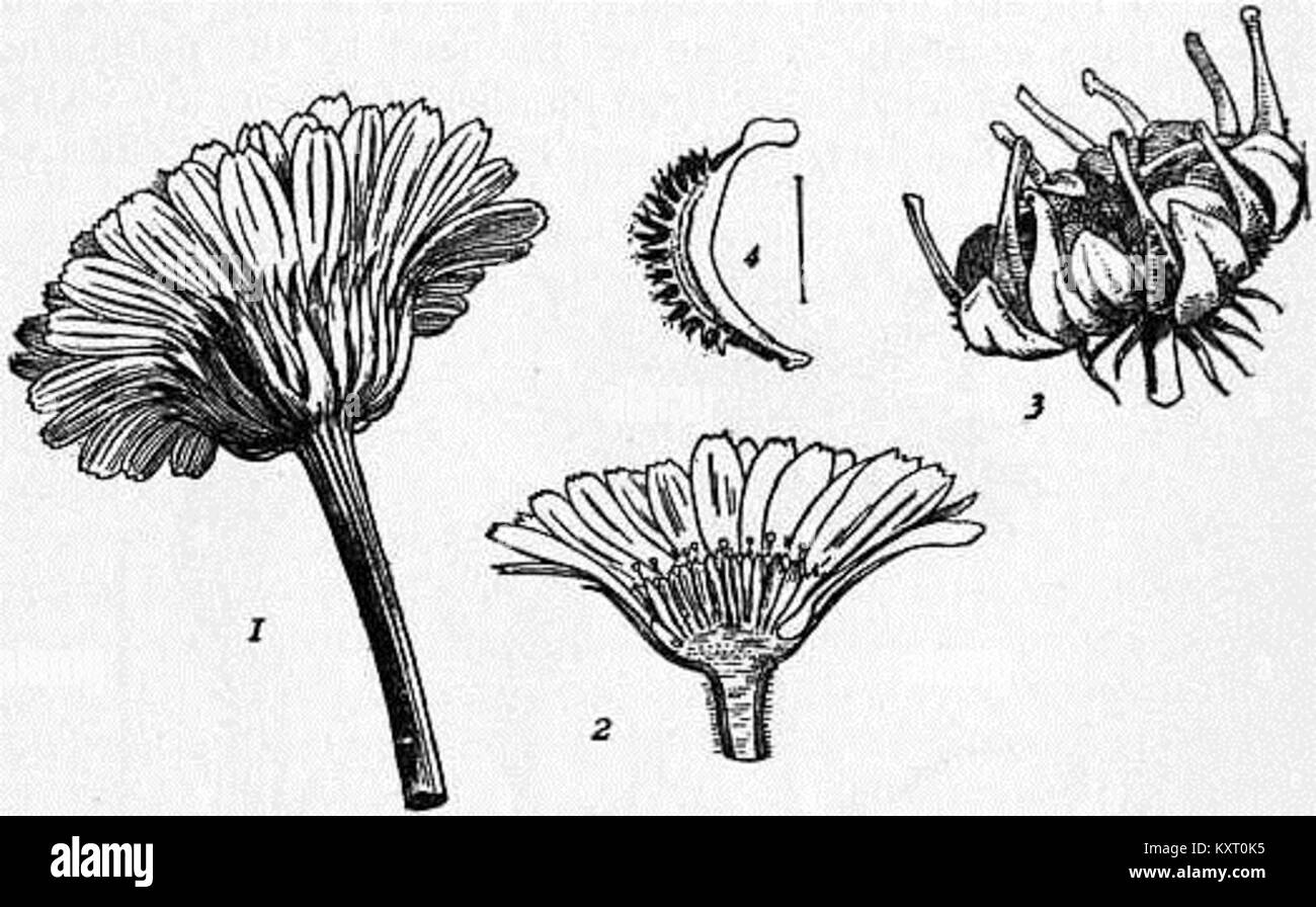Diese Figur aus der Encyclopedia Britannica von 1911 zeigt die Ringelblume aus der Familie der Compositae mit Schwerpunkt auf den Früchten und den botanischen Merkmalen der Pflanze. Stockfoto