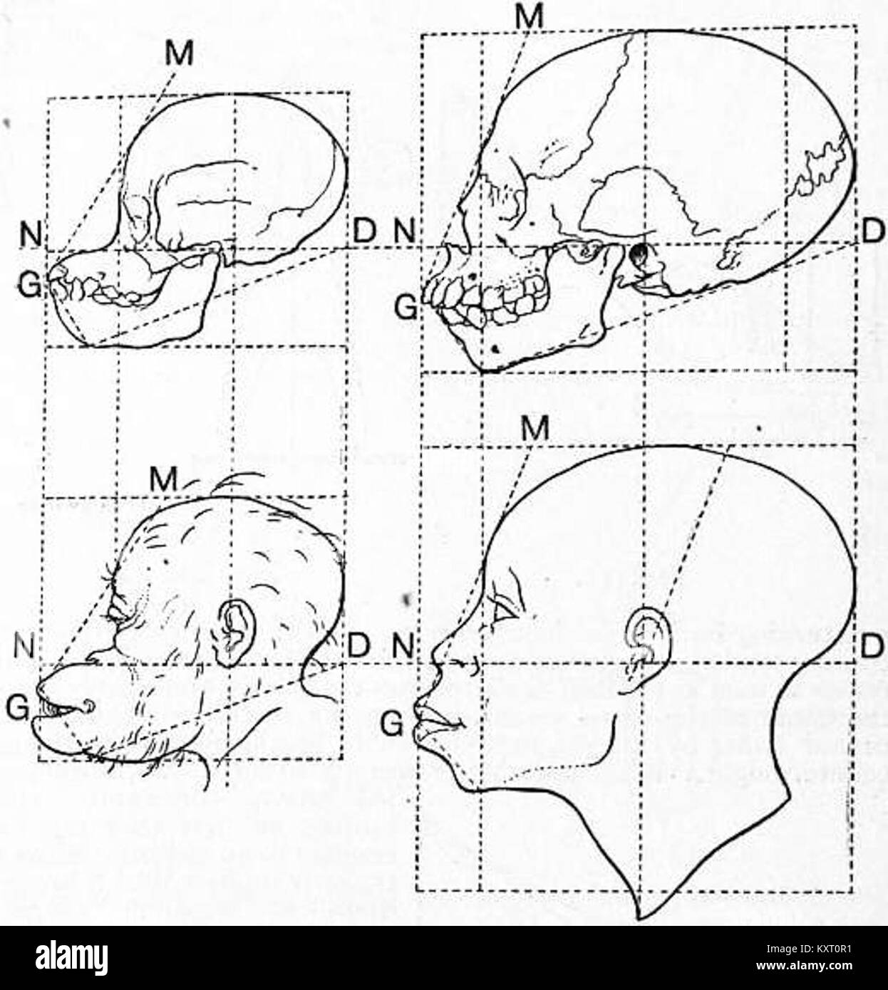 EB 1911 Craniometry-Abb. 1 - Schädel und Kopf eines jungen Orang-Utan Stockfoto