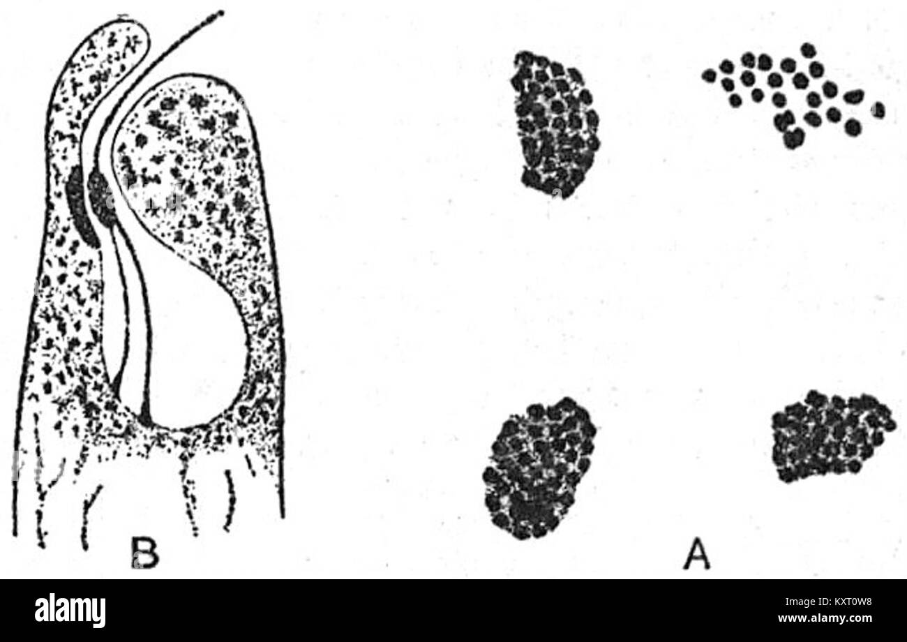 Eine Illustration aus der Encyclopaedia Britannica (1911) von Euglena viridis, die sein auftauchendes Flagellum für die Motilität und einen roten Augentopf aus Pigmentgranulat zur Lichtdetektion zeigt. Stockfoto