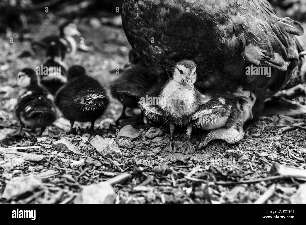 Entenküken unter Mutter Ente Füße Stockfoto