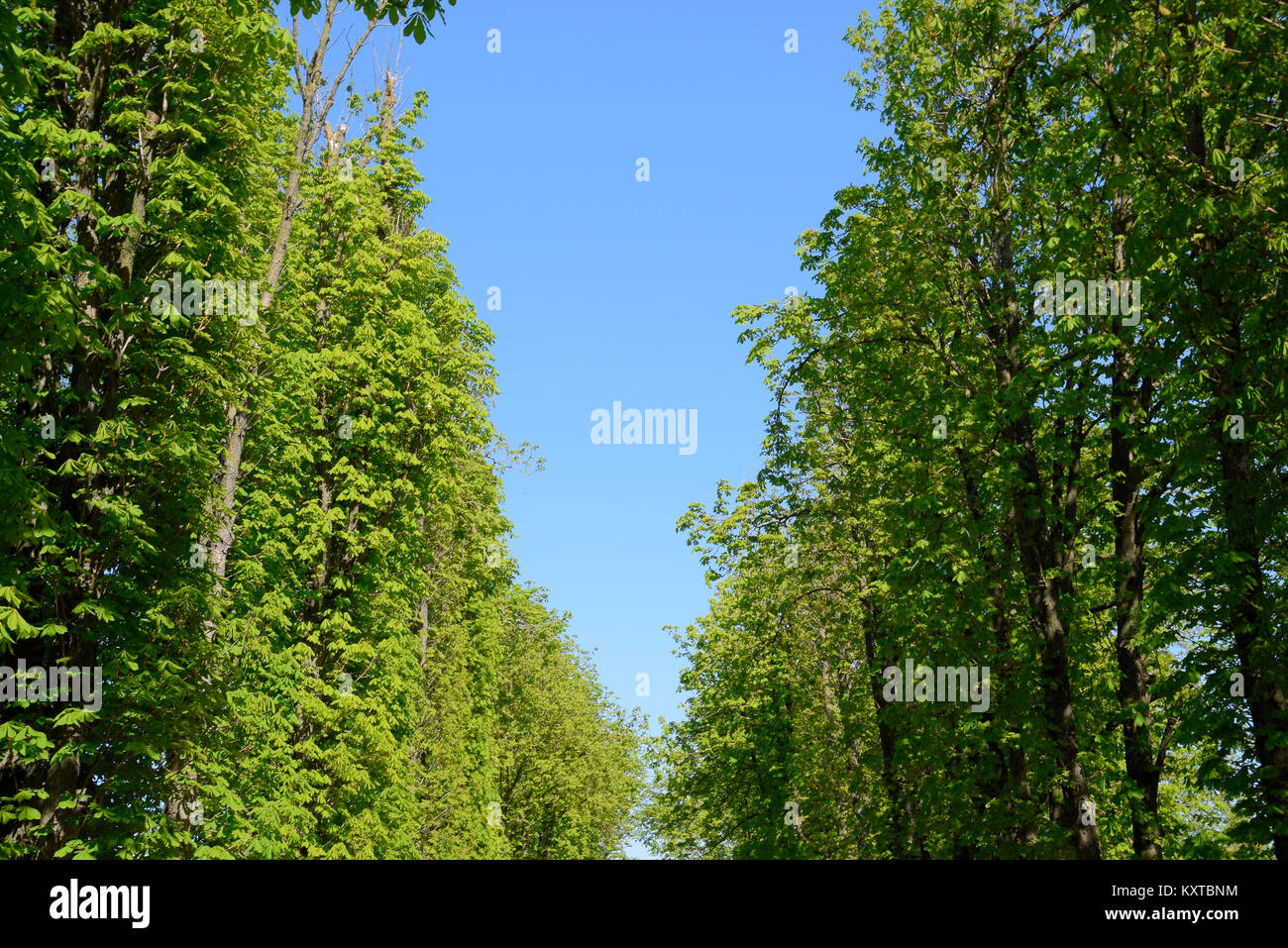 Gänge von Kastanien gegen den blauen Himmel. Grüne Bäume im Frühling. Clear Sky. Stockfoto