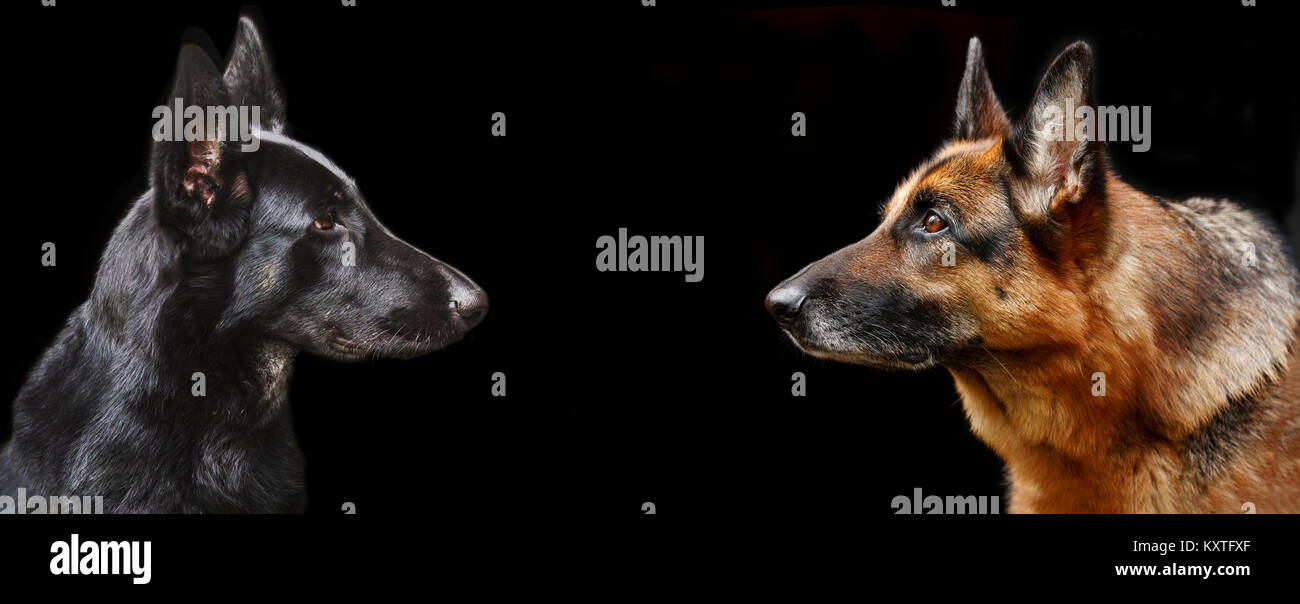 Porträt von zwei Hunde der Deutsche Schäferhunde von Schwarz und Schwarz  Farben auf schwarzem Hintergrund. Werbebanner mit Platz für Text  Stockfotografie - Alamy