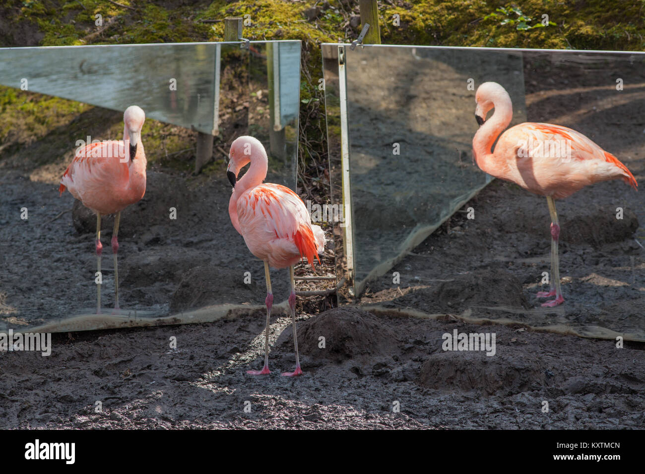 Chilenischer Flamingo (Phoenicopterus sp.) Zentrum und Reflexionen in zwei benachbarten Spiegel, die auf beiden Seiten. Eine von einer kleinen Herde Amazona Z Stockfoto