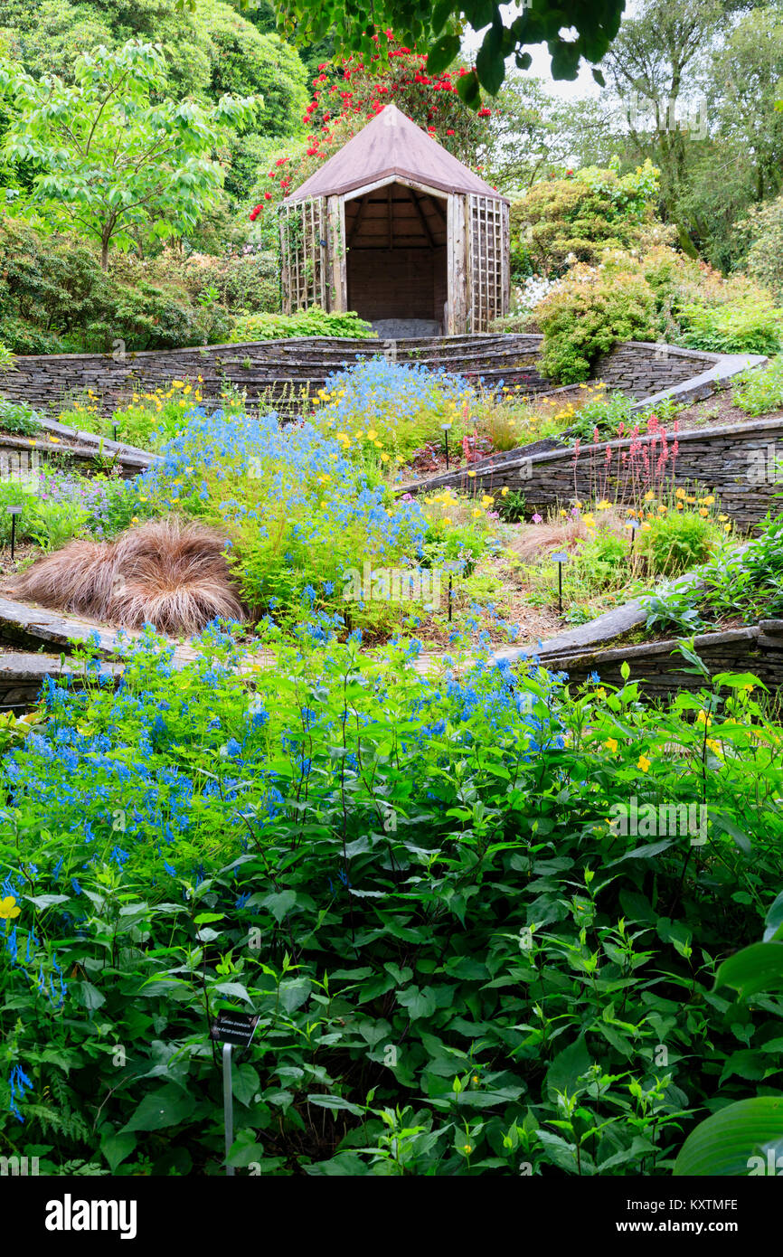 Später Frühling Blick auf die ovale Garten Garten Haus, Buckland Monachorum, Devon, UK, mit einer blauen Fluss von Corydalis 'Tory Mp' durch läuft Stockfoto