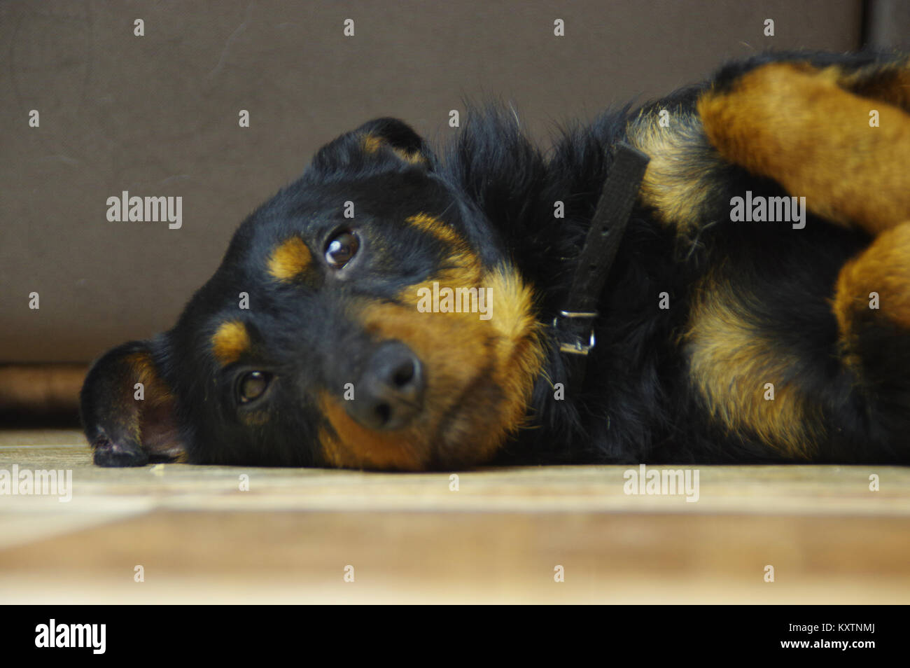 Die traurige mutt auf dem Boden liegt. Ein shaggy enrage Hund. Stockfoto