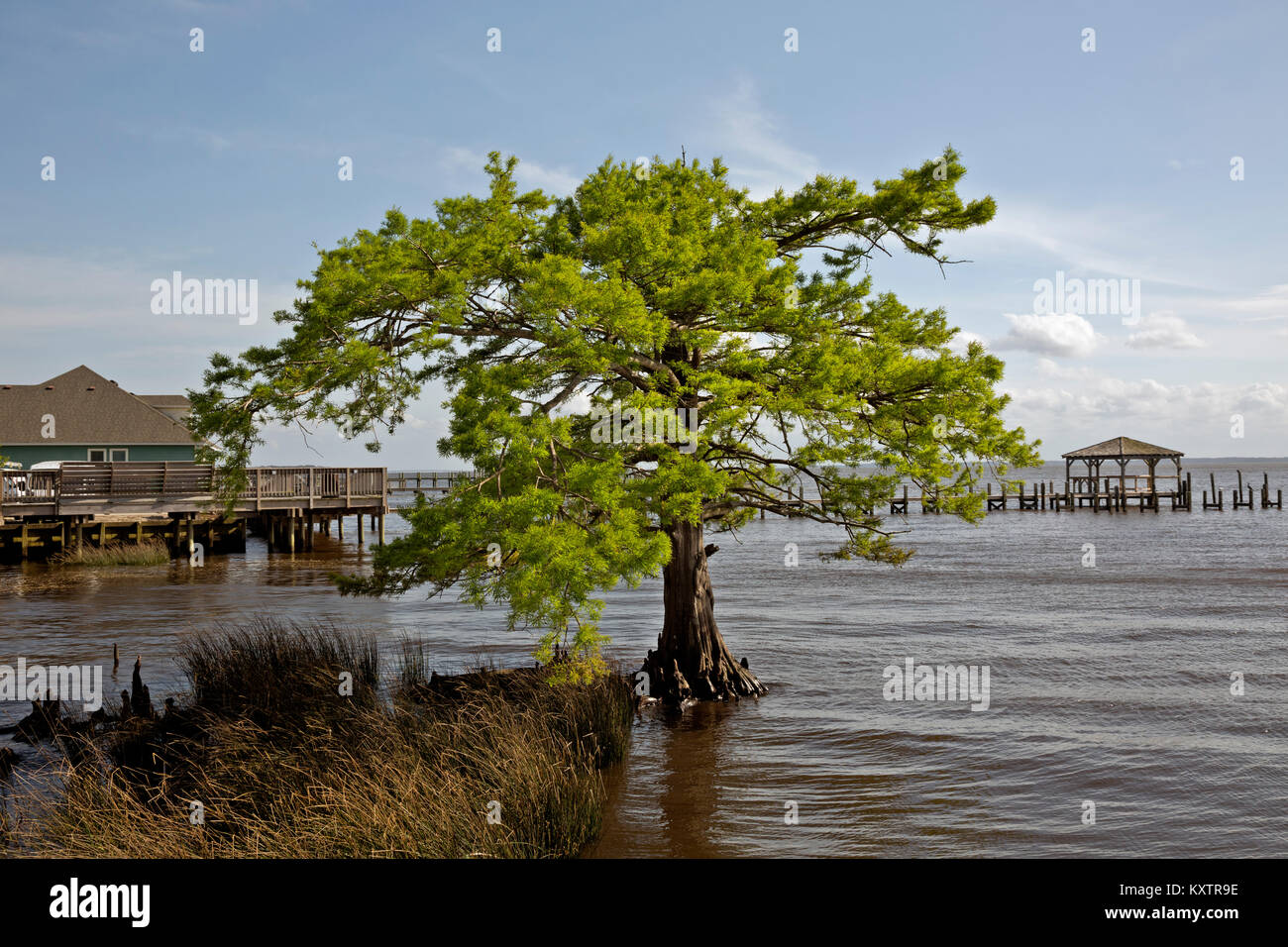 NC-01256-00... NORTH CAROLINA - eine stattliche alte kahle Zypern Baum liegt direkt an der Promenade in der currituck Sound bei der Ente. Stockfoto