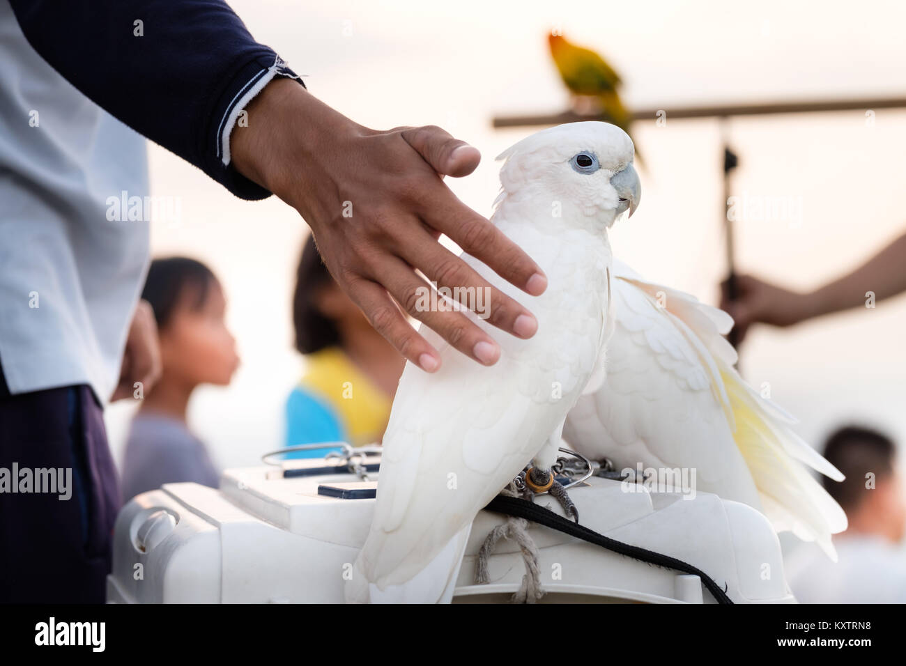 White cockatoo Papagei mit der menschlichen Hand. Stockfoto
