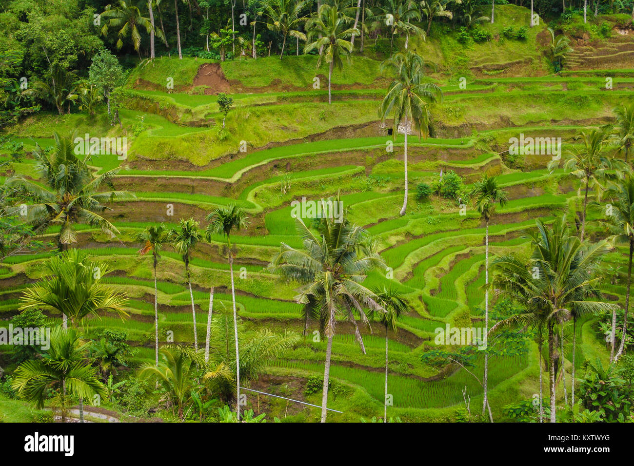 Einen schönen Blick auf die tegallalang Terraced Rice Fields in Ubud, Bali, Indonesien. Stockfoto