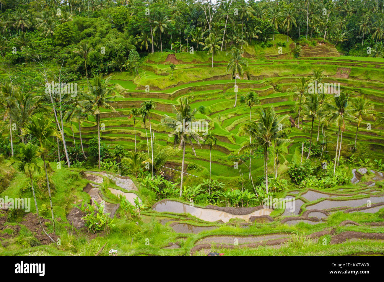 Panoramablick auf die tegallalang terrassierten Reisfeldern und die subak Wasser management system in Ubud, Bali, Indonesien. Stockfoto
