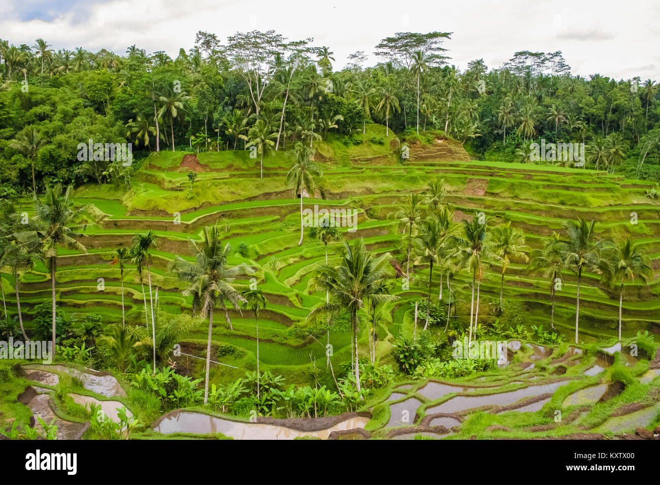 Balinesische Terraced Rice Fields, durch eine subak im Bereich Tegallalang, Bali, Indonesien geregelt werden (Bewässerung). Stockfoto