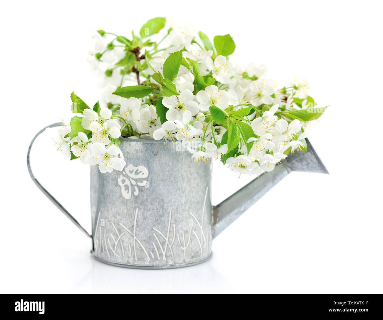 Gießkanne mit Cherry Blumen auf weißem Hintergrund Stockfoto