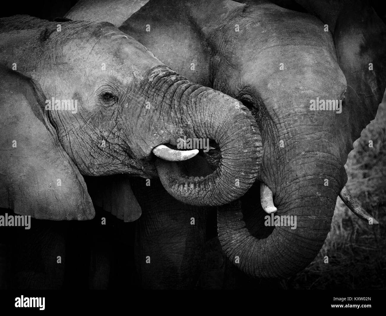 Kinder Elefanten bei der Wiedergabe in Mono Stockfoto