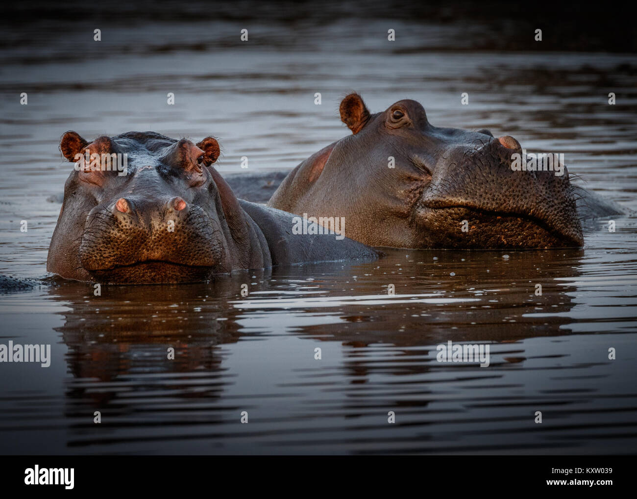 Hippo Pod im See Panik Stockfoto