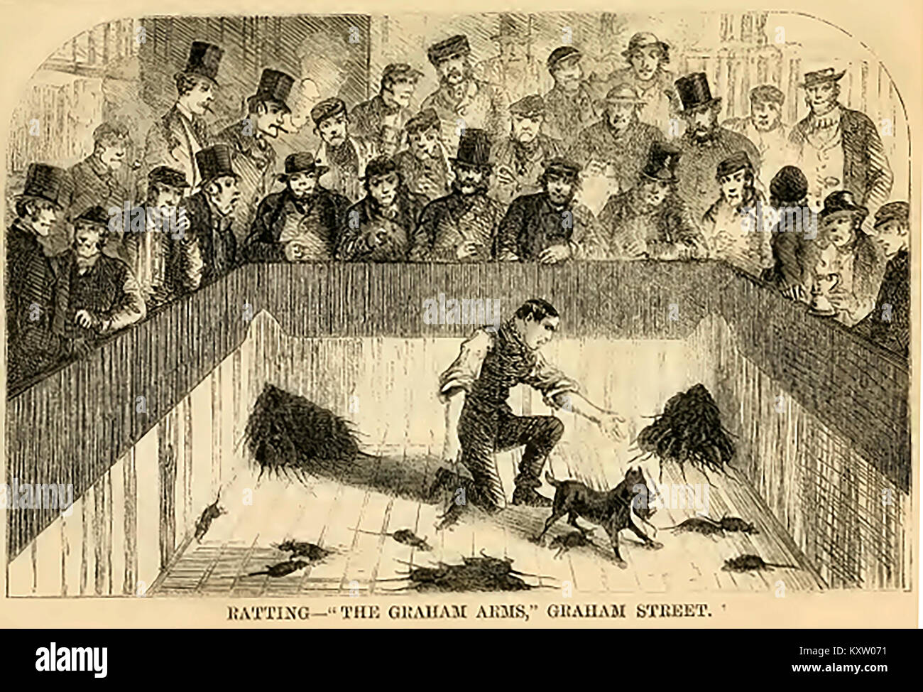 Blut Sport im viktorianischen England - Die Ratting Grube an der Grahams Arme, Graham Street, London Stockfoto