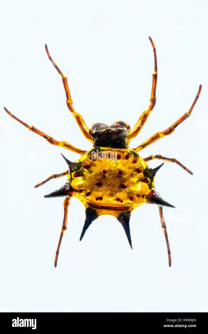 Stachelige Orbweaver Spinne im Harz - Sambia Stockfoto