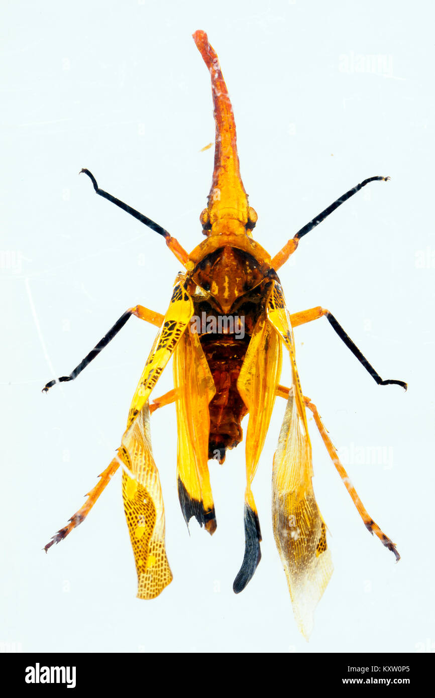 Chinesische Laterne Bug im Harz - China Stockfoto