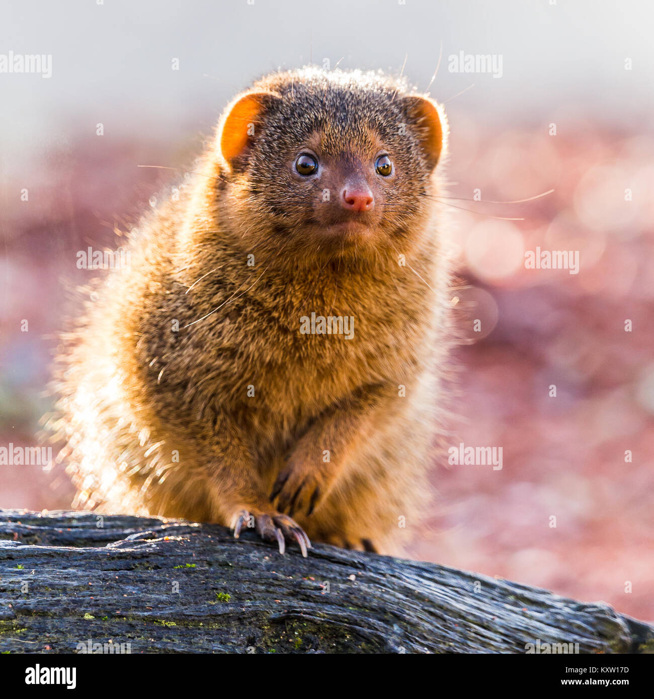 Eine gemeinsame Dwarf mongoose Hintergrundbeleuchtung durch die niedrige Winter Sonnenschein, wie es auf einem Baumstamm Sitzstangen. Stockfoto