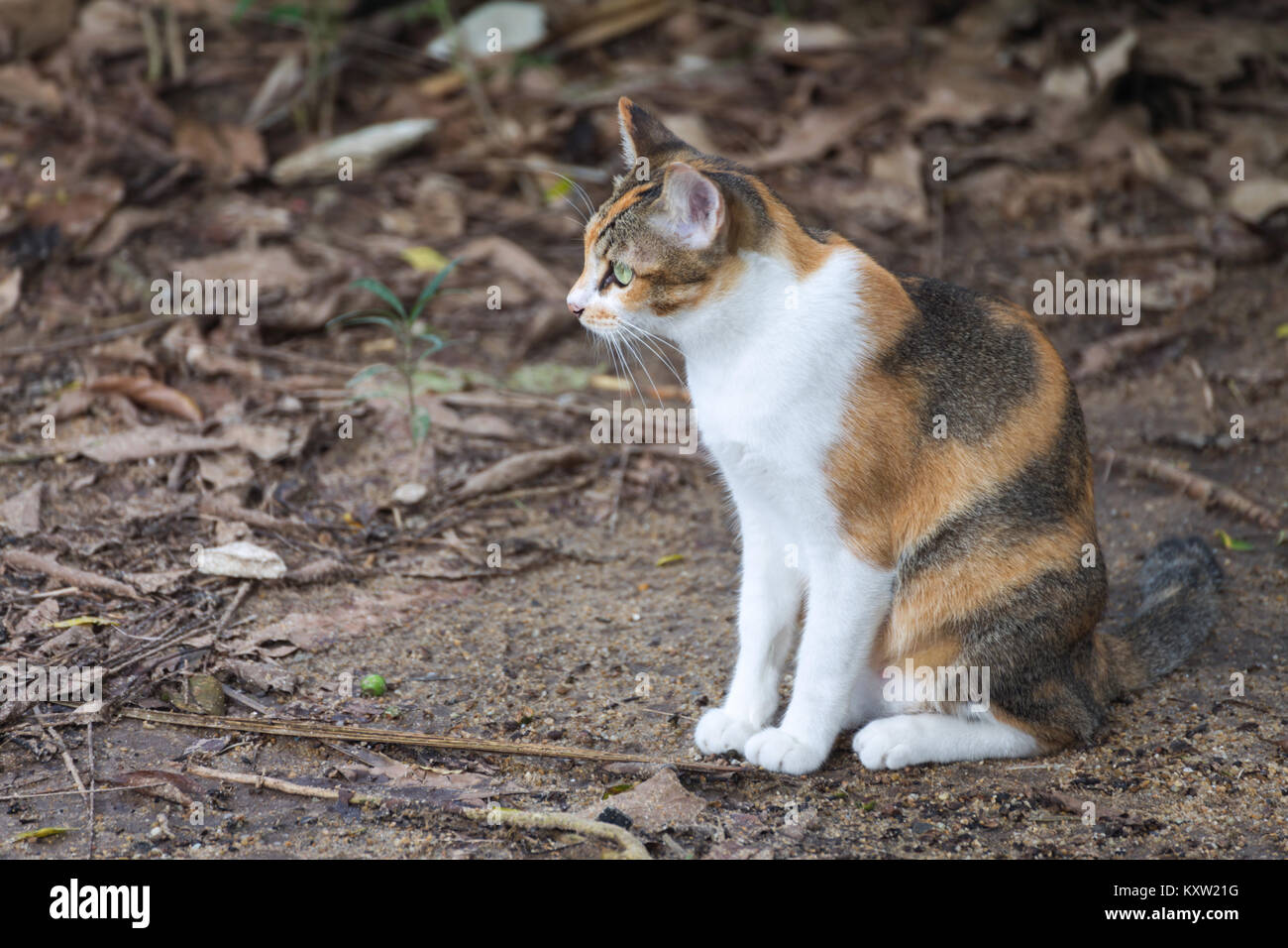 Calico Katze sitzt und wartet auf den grünen Boden im Wald Stockfoto