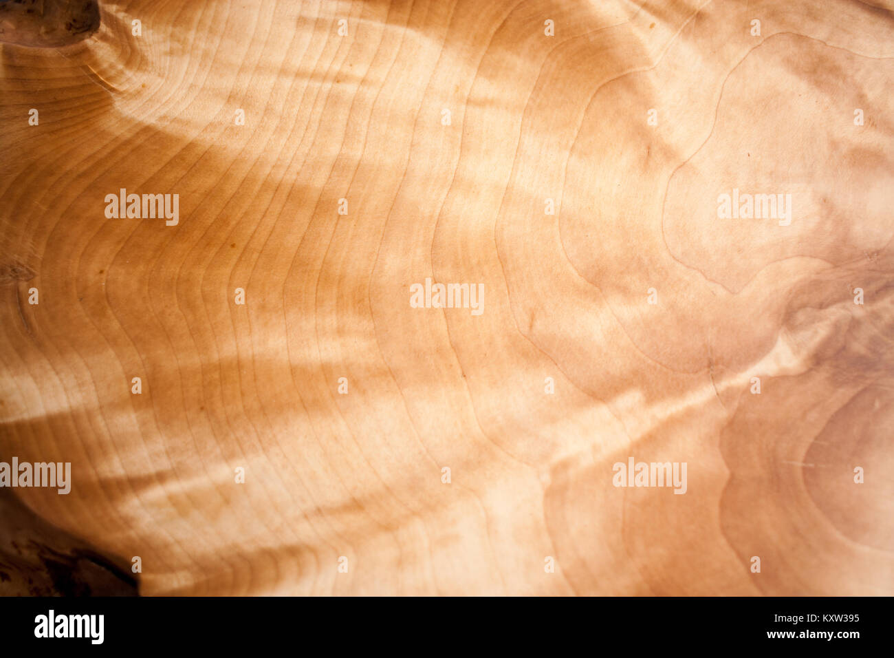 In der Nähe von einem schönen irisierenden und schimmernden natürlichen Muster der Holz- gnarl. Stockfoto