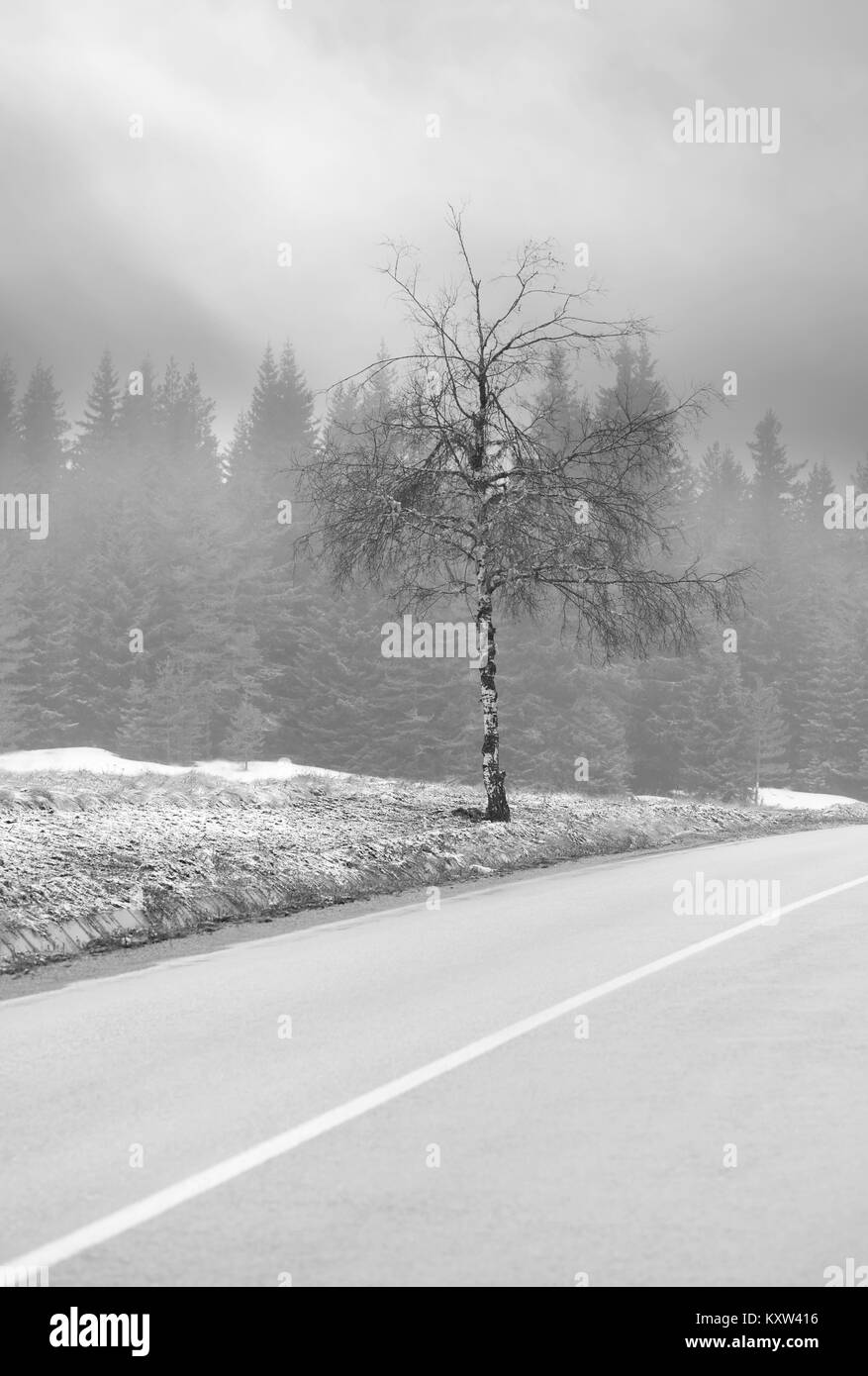 Misty Wald und Baum in der Nähe von Forest Road, abstrakte minimal schwarze und weiße vertikale Landschaft Stockfoto