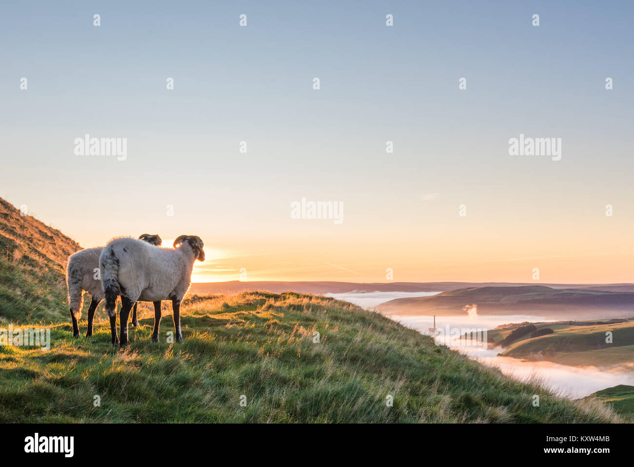 Ein Schaf anzeigen, um Castleton - Peak District Stockfoto