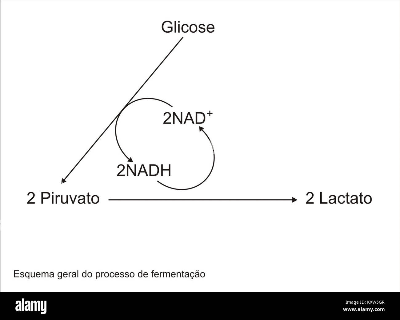 Ein wissenschaftliches Diagramm, das den Prozess der Milchgärung veranschaulicht und den biochemischen Weg zeigt, durch den Kohlenhydrate durch mikrobielle Aktivität in Milchsäure umgewandelt werden. Stockfoto