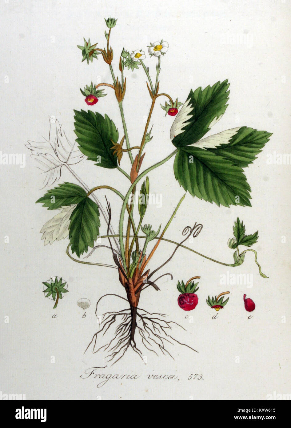 Diese botanische Illustration von *Flora Batava* zeigt die Art *Fragaria vesca*, allgemein bekannt als wilde Erdbeere. Es ist Teil einer historischen botanischen Sammlung aus den Niederlanden. Stockfoto