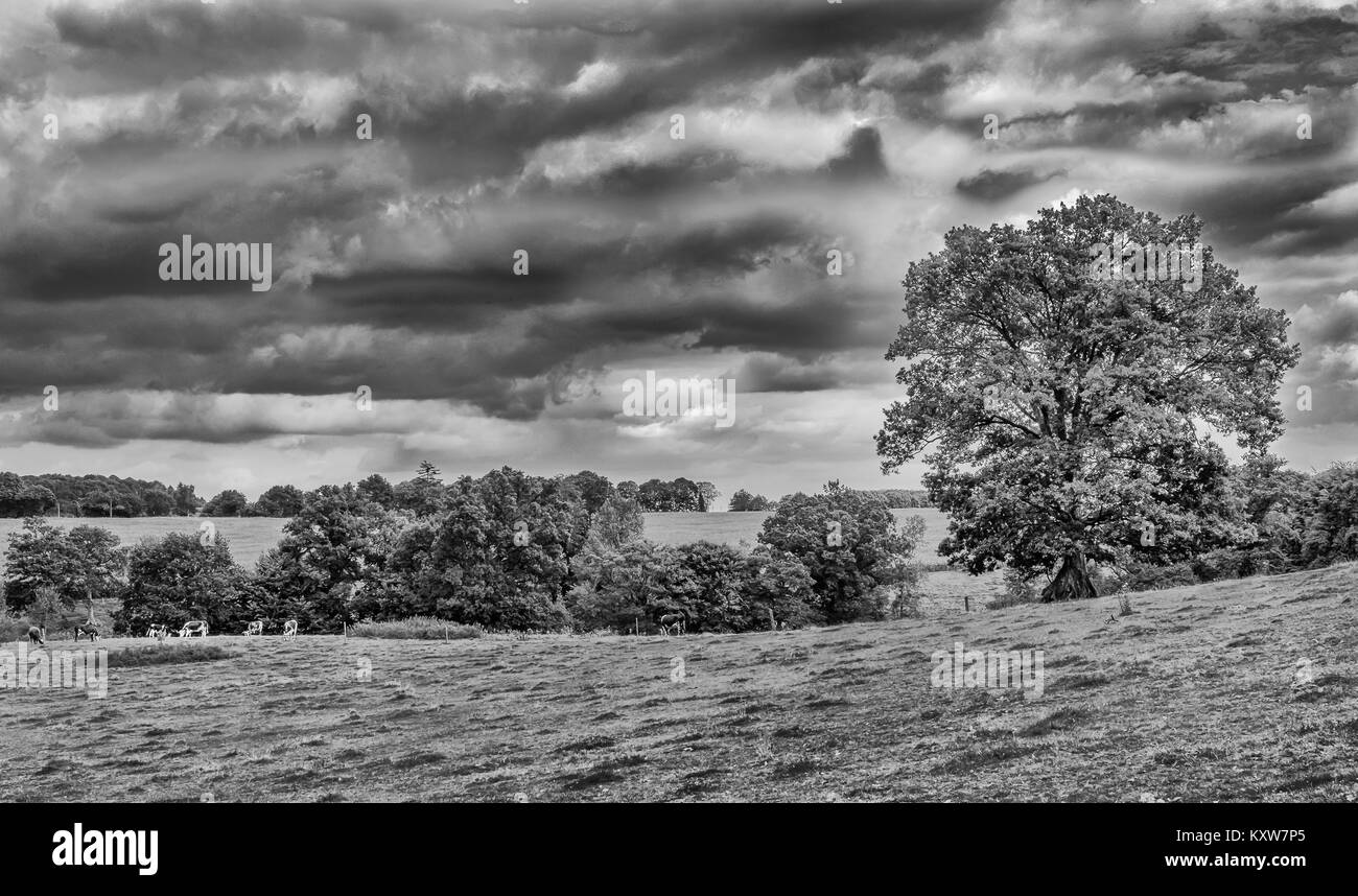 Kühe in einer von einem grünen Feld in der Orne Landschaft im Sommer, Normandie Frankreich Stockfoto