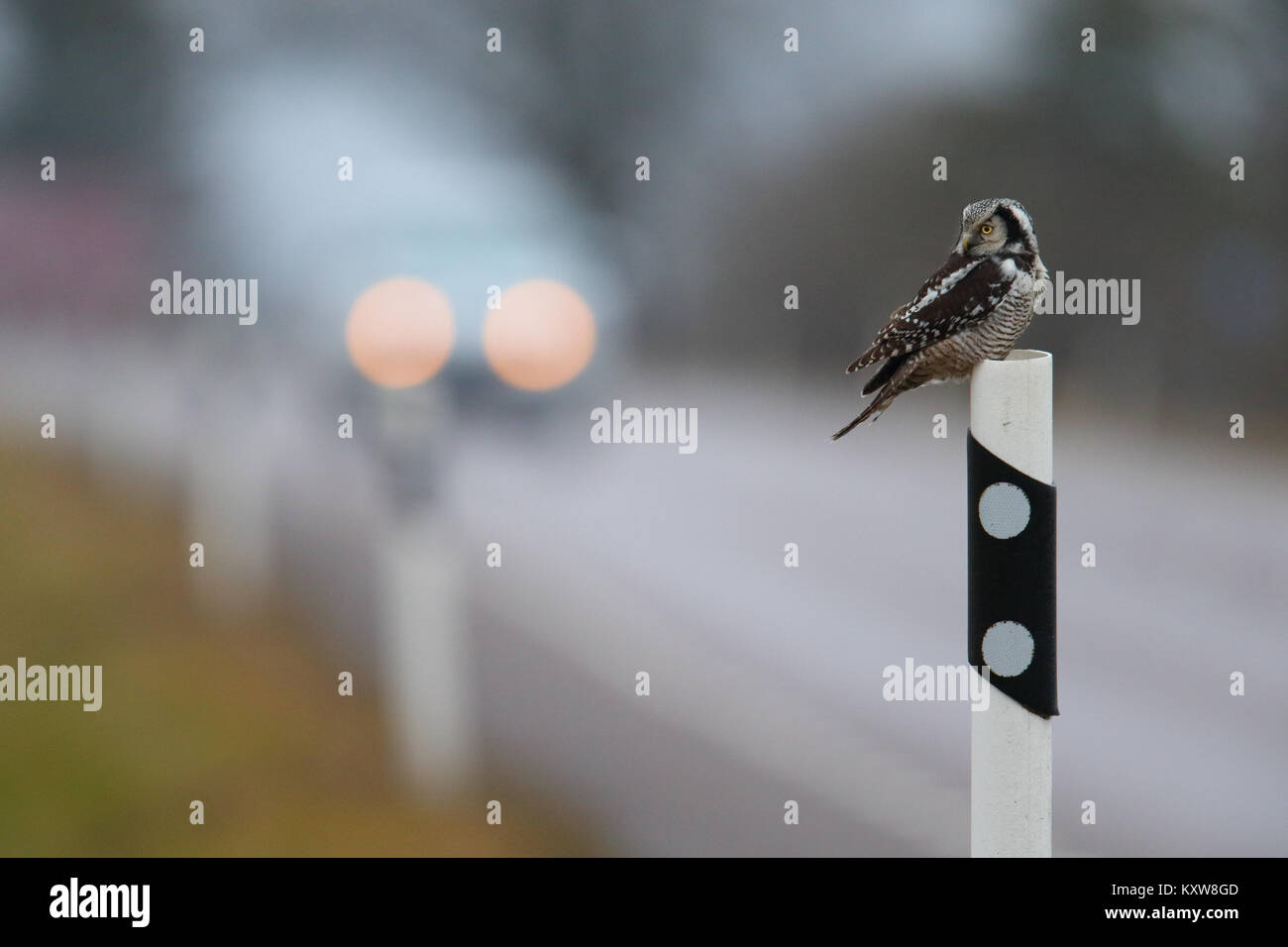 Nortthern Hawk Owl (Surnia Ulula) auf die Gefahr durch die Jagd Nagetiere am Straßenrand. Estland, Europa. Stockfoto