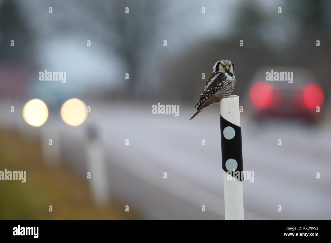 Nortthern Hawk Owl (Surnia Ulula) auf die Gefahr durch die Jagd Nagetiere am Straßenrand. Estland, Europa. Stockfoto