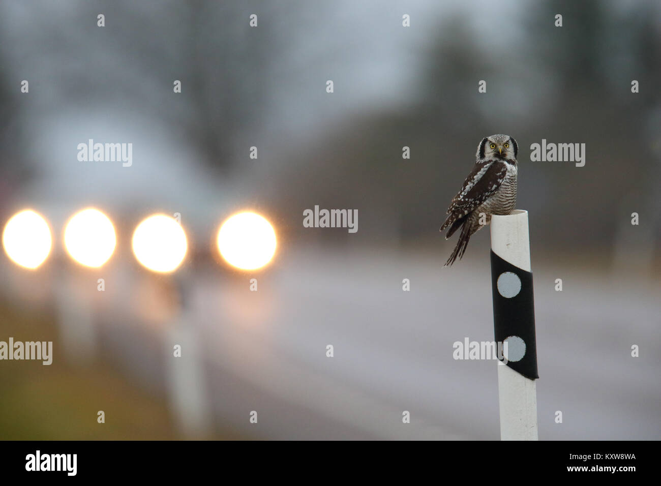 Nortthern Hawk Owl (Surnia Ulula) auf die Gefahr durch die Jagd Nagetiere am Straßenrand. Estland, Europa. Stockfoto