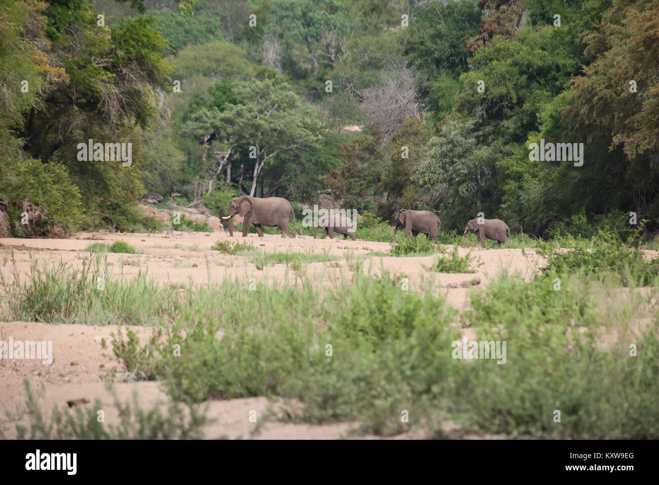 Kruger National Park, Mpumalanga, Südafrika Stockfoto