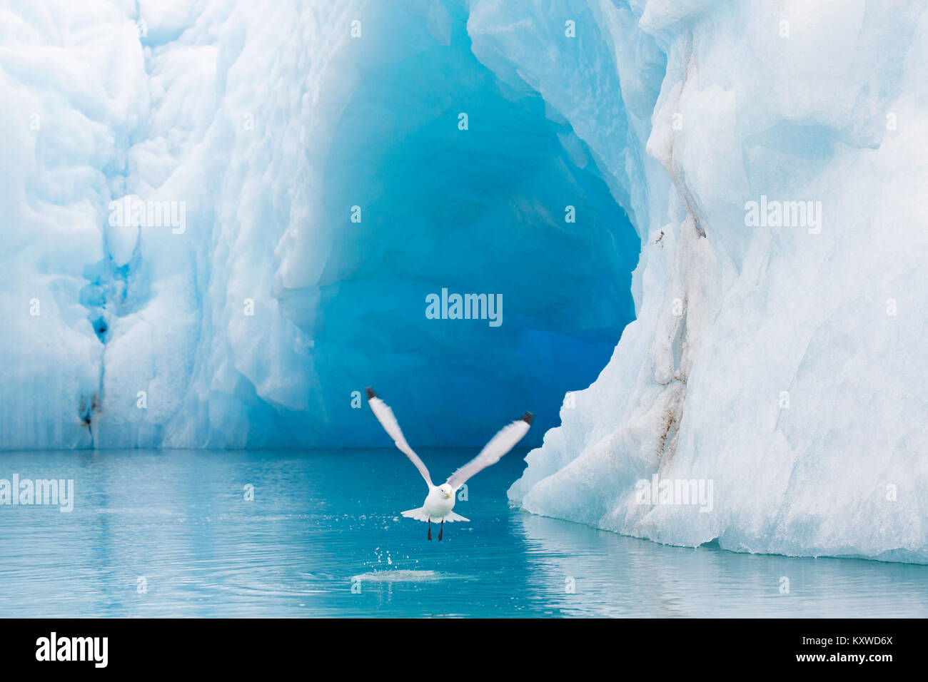 Schwarz-legged Dreizehenmöwe (Rissa tridactyla) vor dem Eisberg in den Arktischen Ozean, Svalbard, Norwegen fliegen Stockfoto