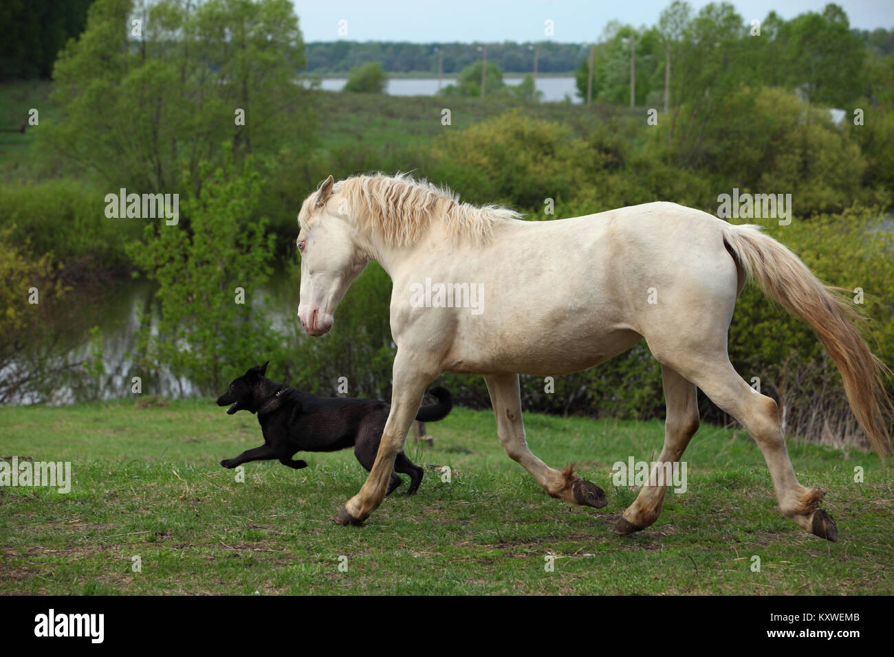 Tier Freundschaft warmblütigen cremello Pferd spielen mit Hund Stockfoto